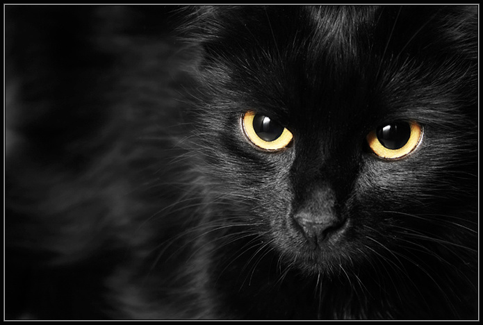 М... AnGr кошка Маруся