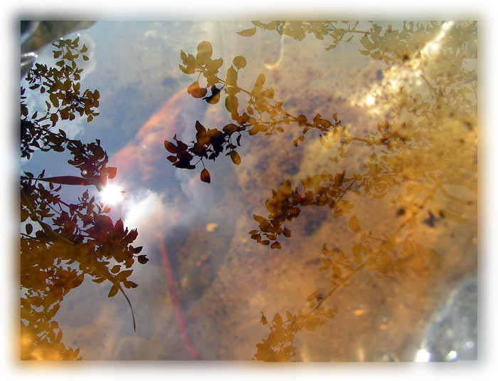 Reflection отражение причудливость вода листок