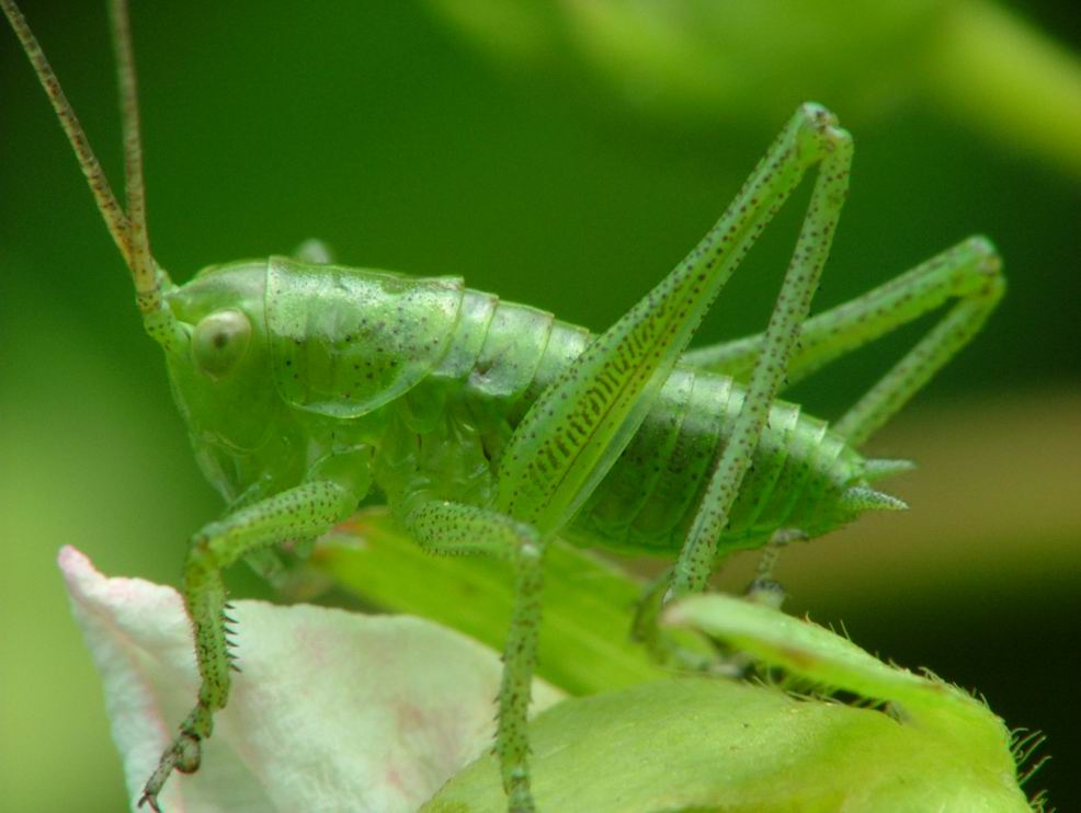Кузнечик кузнечик макро