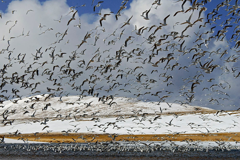 Массовка Хичкока Говорушка, Rissa brevirostris, Red-legged Kittiwake, St. George Island, the Pribilofs, Bering Sea, Alaska