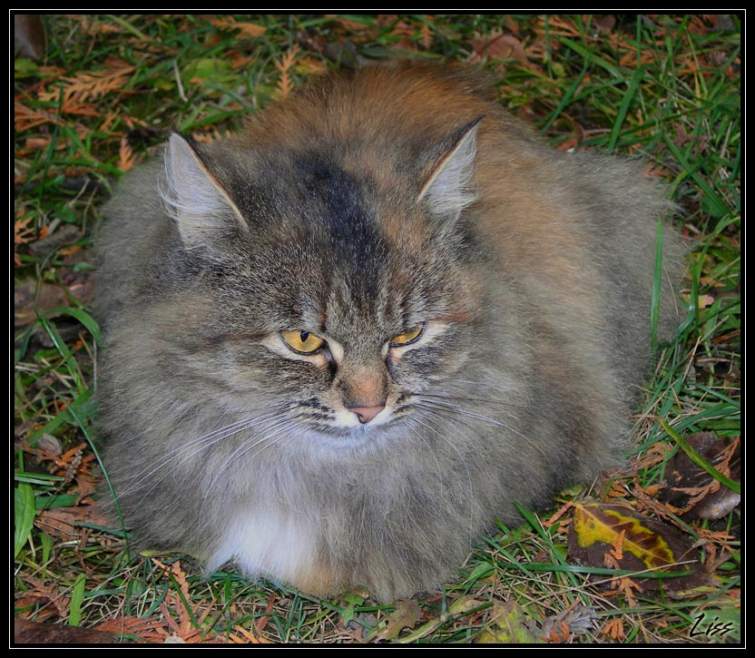 обла-ко-шка кошка усы глаза