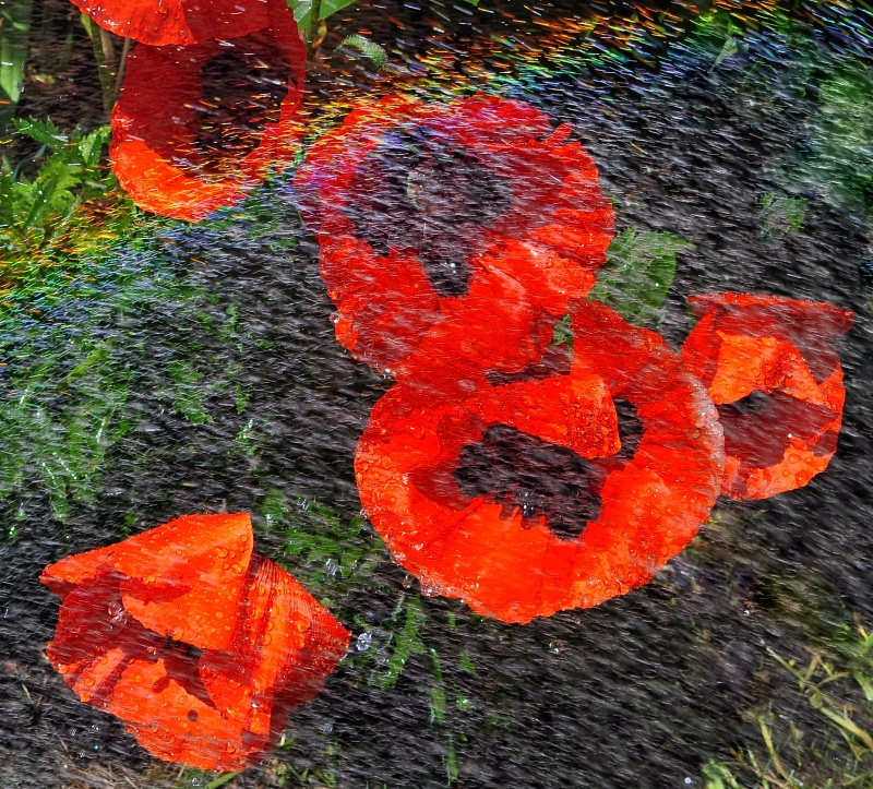 "Сама садик я садила, Сама буду поливать..." маки вода poppies water