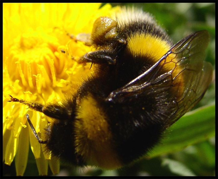 Big Bee :) большой мохнатый шмел  :)