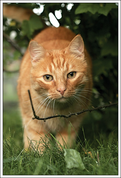 Охотник cat кот