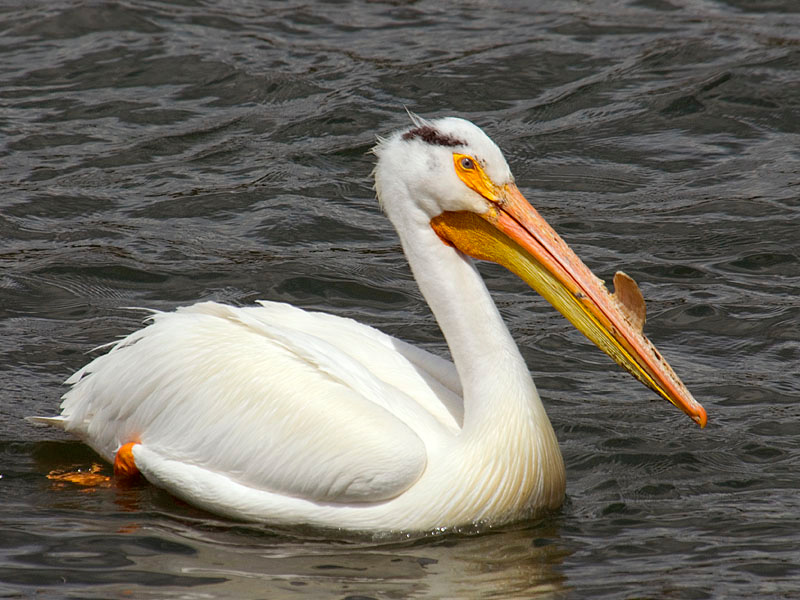 Pelican 