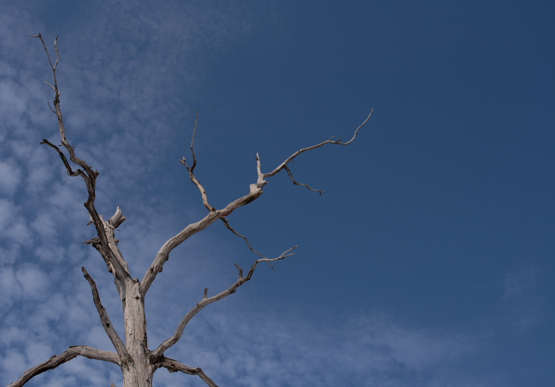 Dance of the Dead Trees 