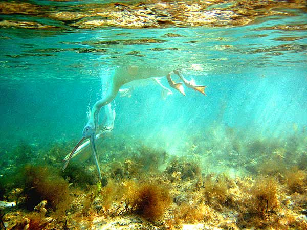 пеликаны на охоте пеликаны море под водой