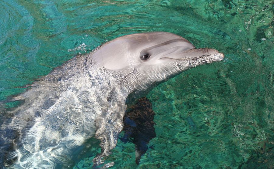 05745.b Dolphin 