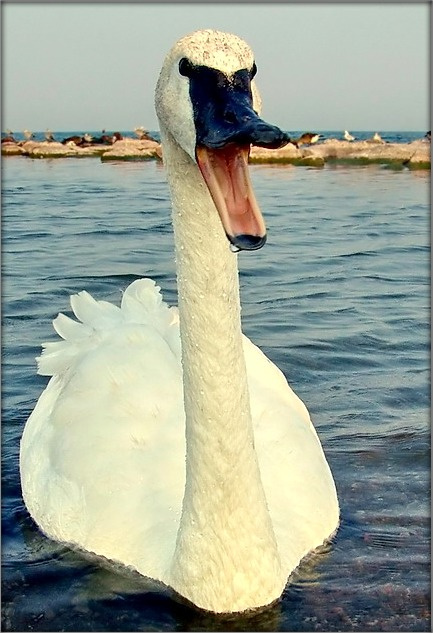 ты ж не кажы: *Кажы а*, а кажы: *А-а-а..* лебедь