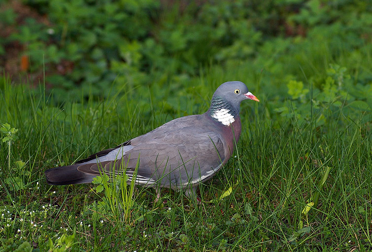 Вяхирь (Columba palumbus) 