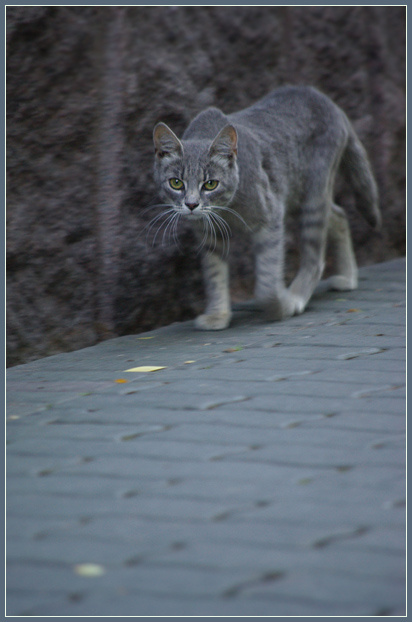Та, которая гуляет сама по себе… Коты
