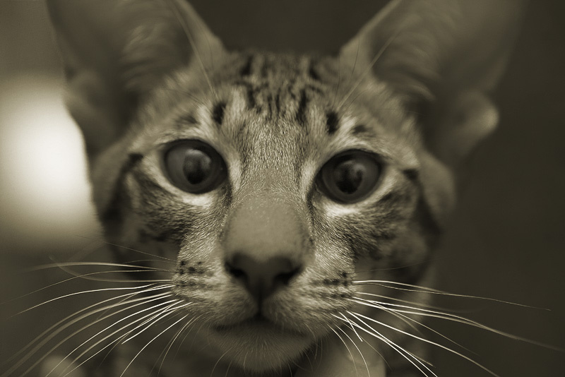 Котяра-1 кот