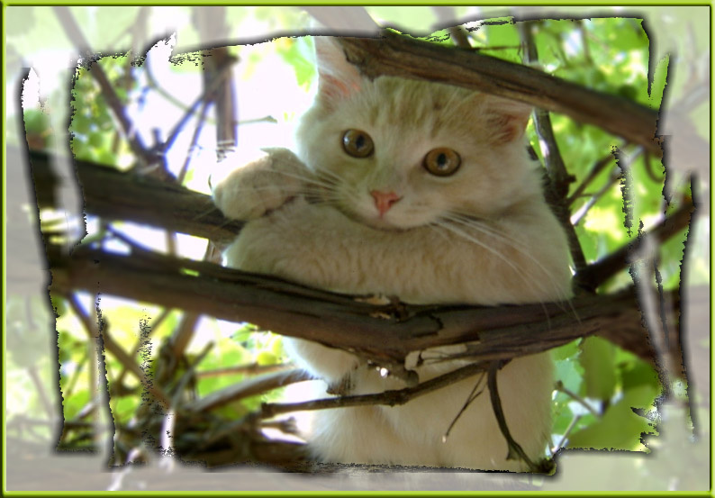 кошачьи грёзы кот ветки