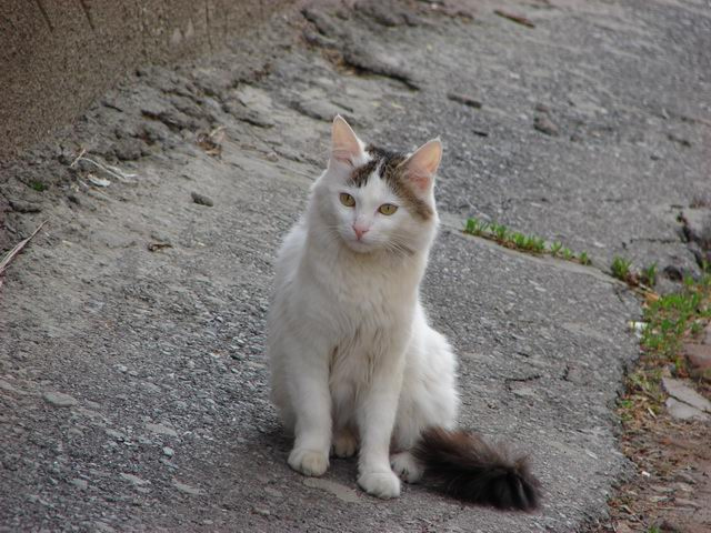 Коська 