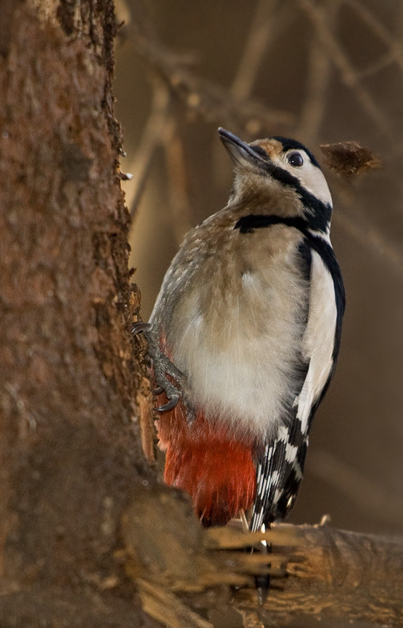 Работник лесного хозяйства Большой пёстрый дятел (Dendrocopus major)