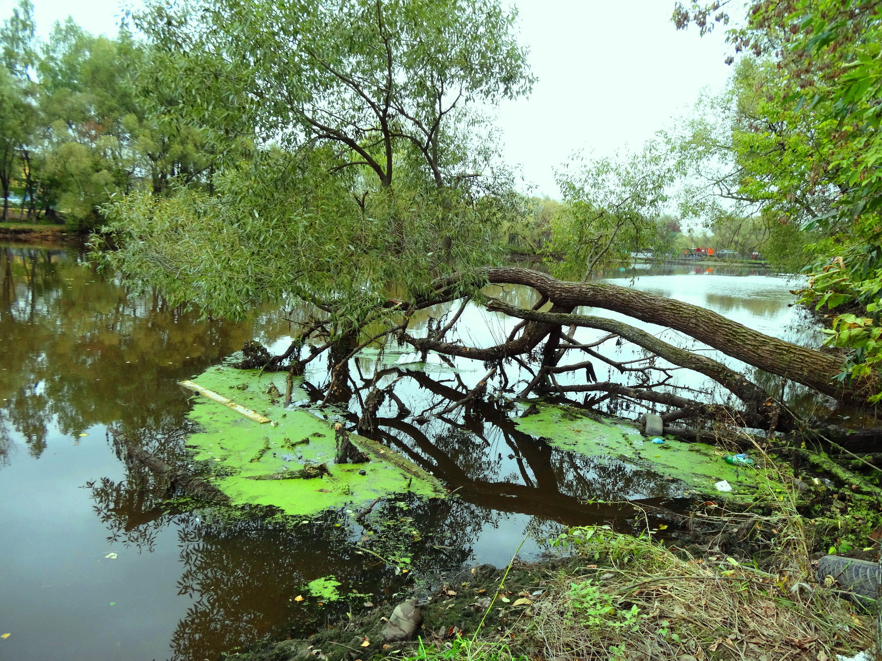 ***над рекой Десной осень.десна.берег.дерево.