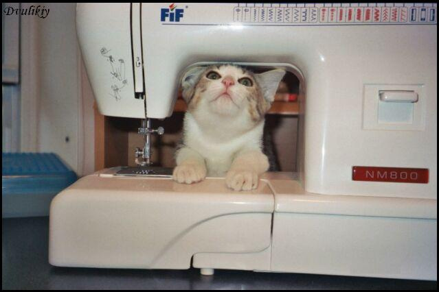 Учитесь шить швейная машинка, кот, котенок, глаза, шить