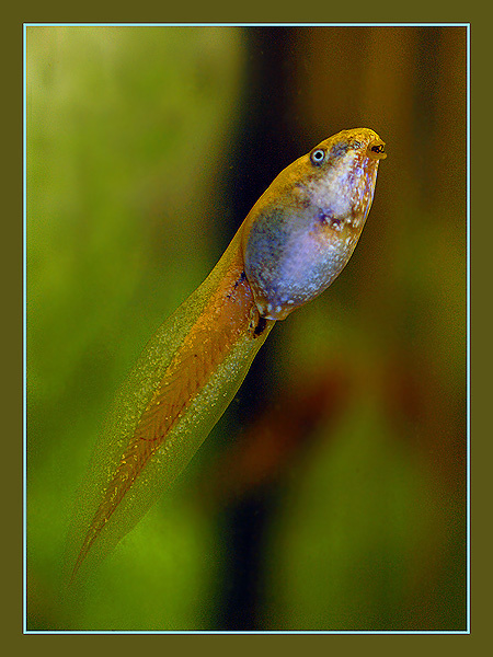 Все мы когда-то были рыбами... головастик, коралловопалая литория Litoria caerulea