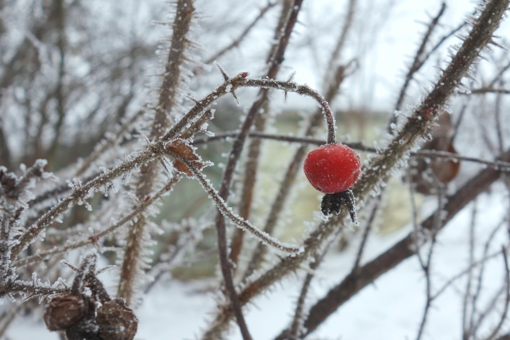 Новогодний шиповник 