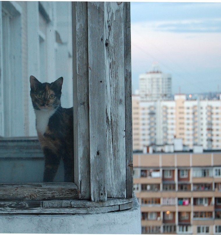 соседка город, соседка, кошка