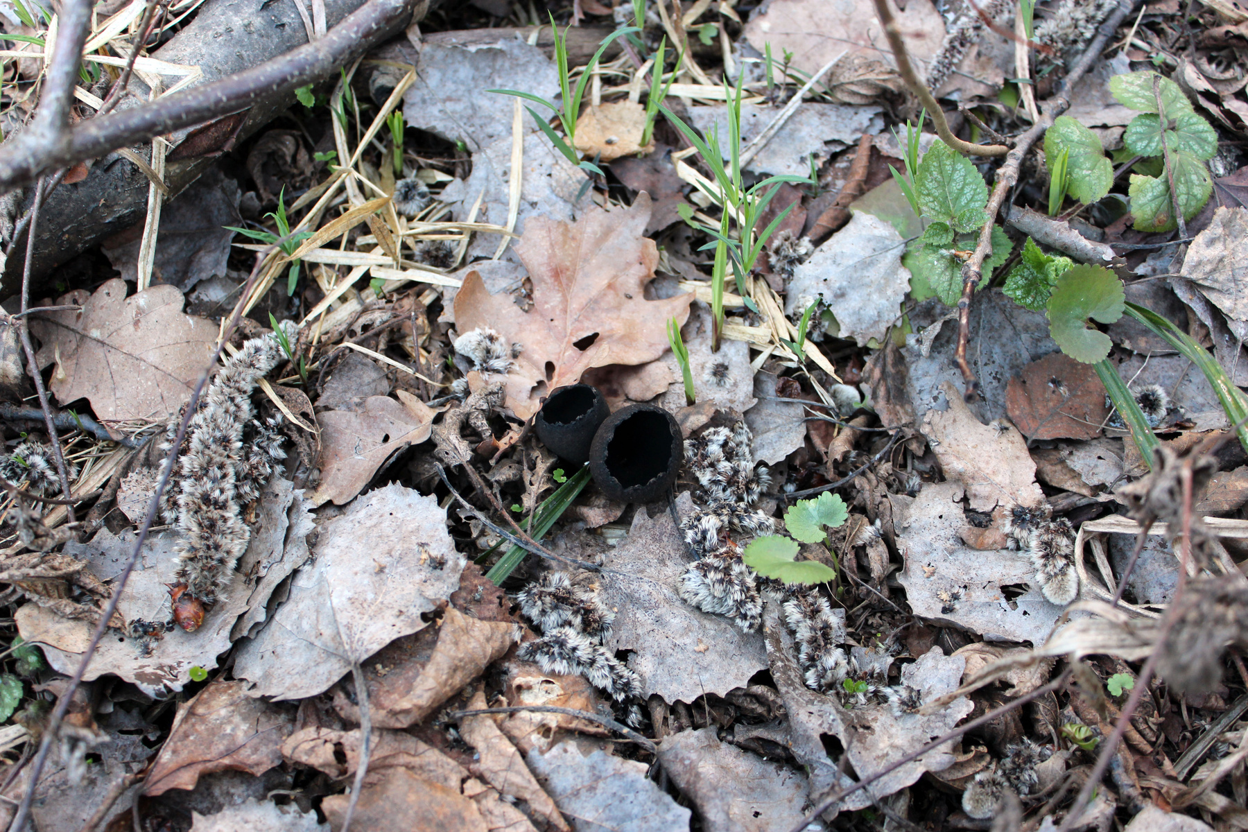 Urnula craterium 