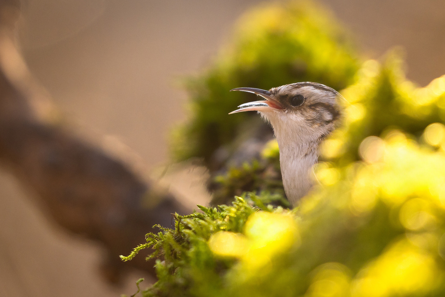 Certhia familiaris 