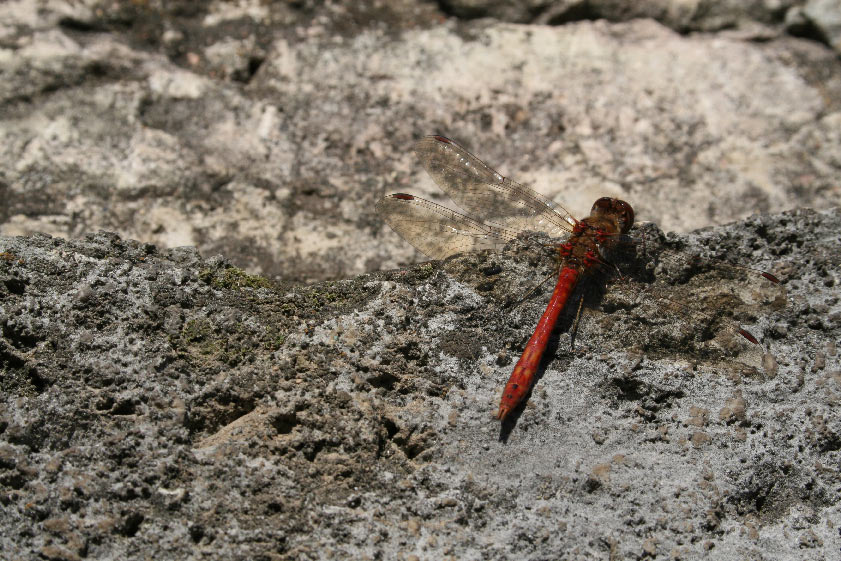 DragonFly стрекоза стена