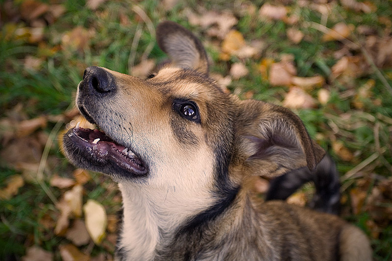 Собака 