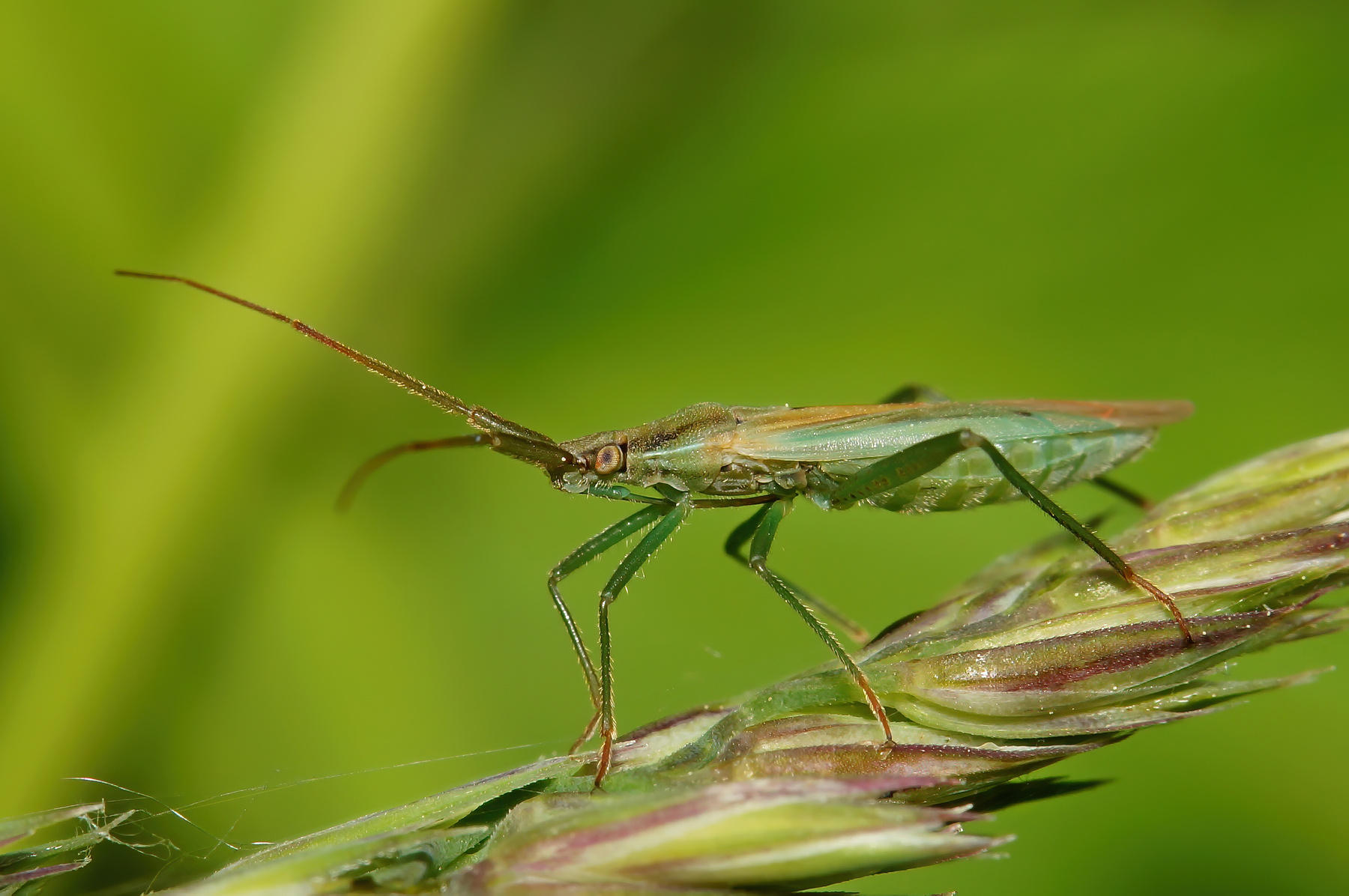 Клоп Megaloceroea recticornis 