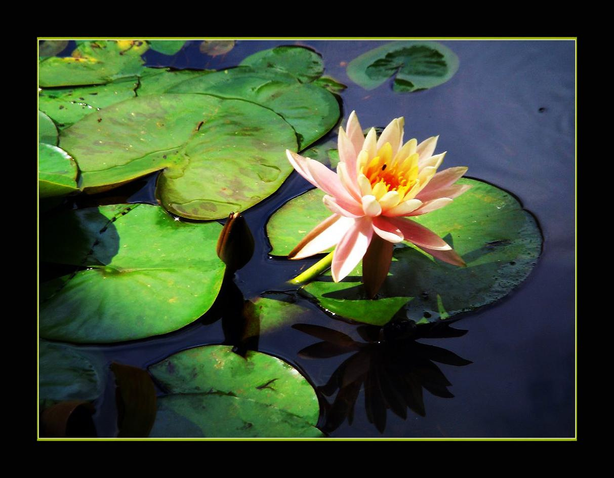 water-lily 2 flowers
