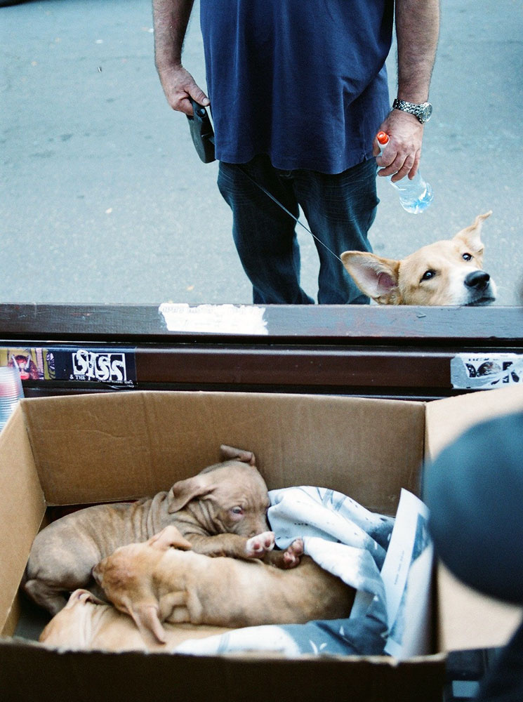 peeping pups 