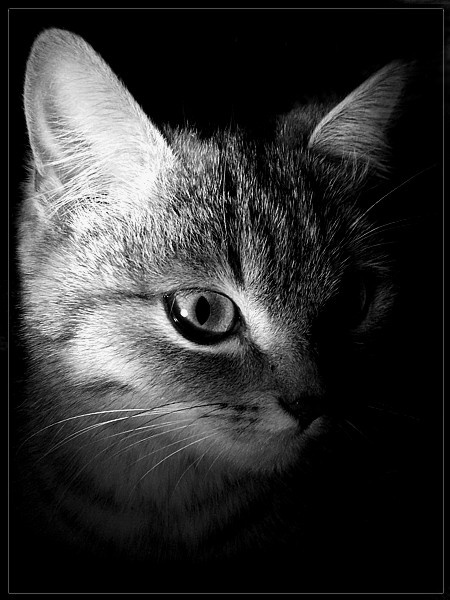 маленькая ночная хищница кошка