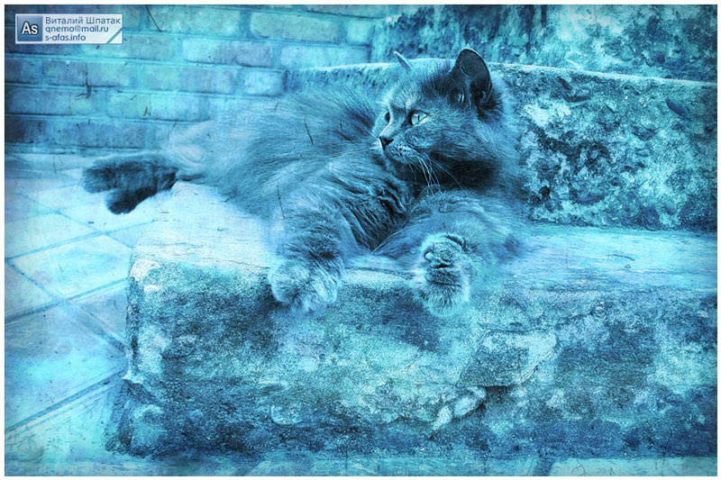 Люсьен 21.05.2007 кошка