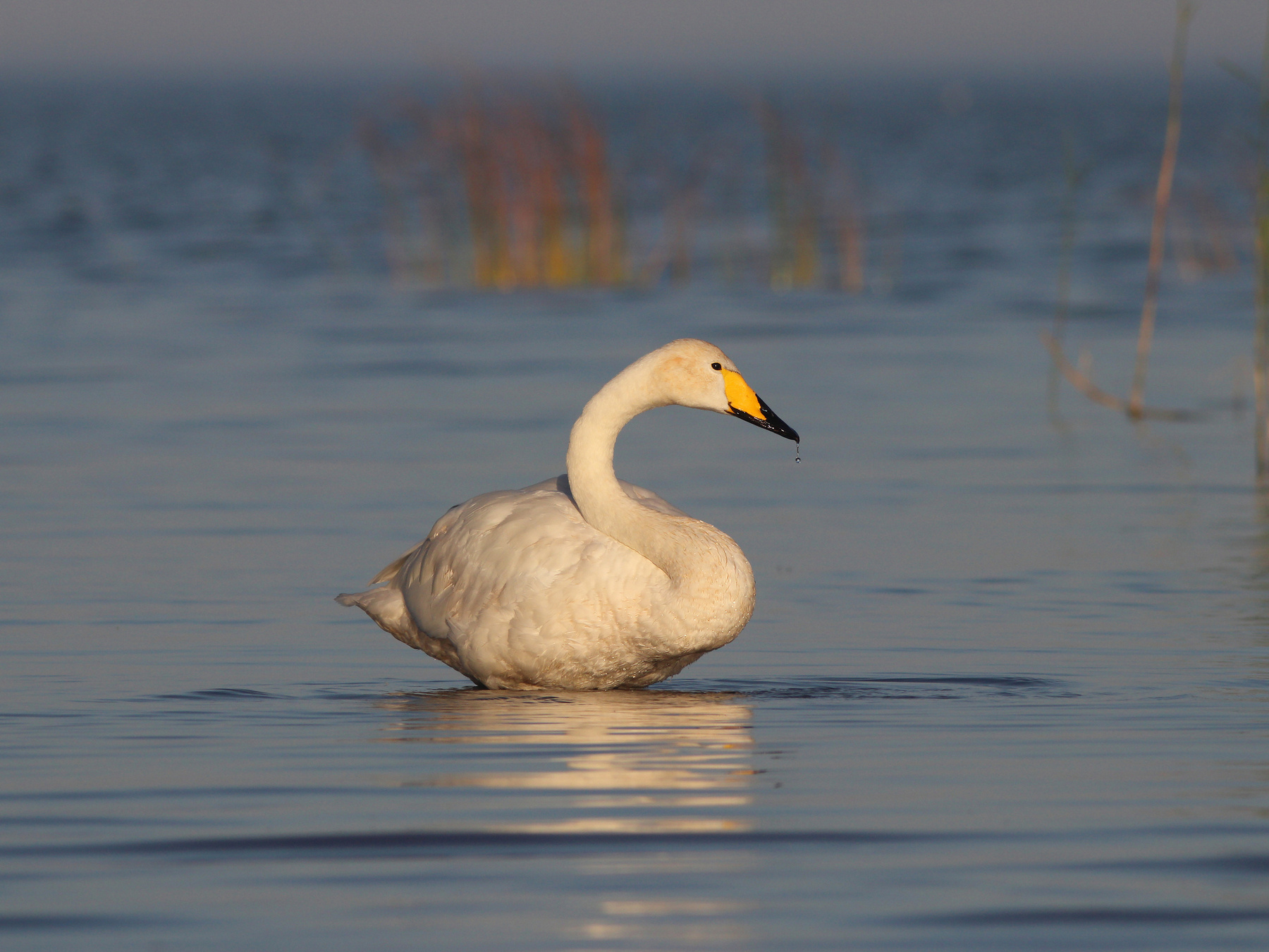 Капелька Лебедь-кликун Cygnus cygnus Whooper swan
