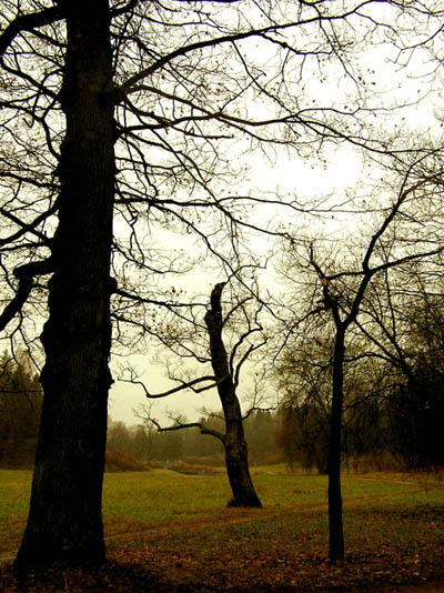 pavlovsk tree
