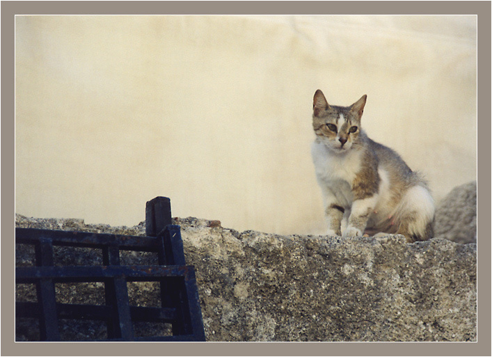 Кошка греческая кошка
