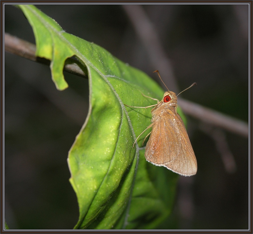 Толстоголовка. Hesperiidae