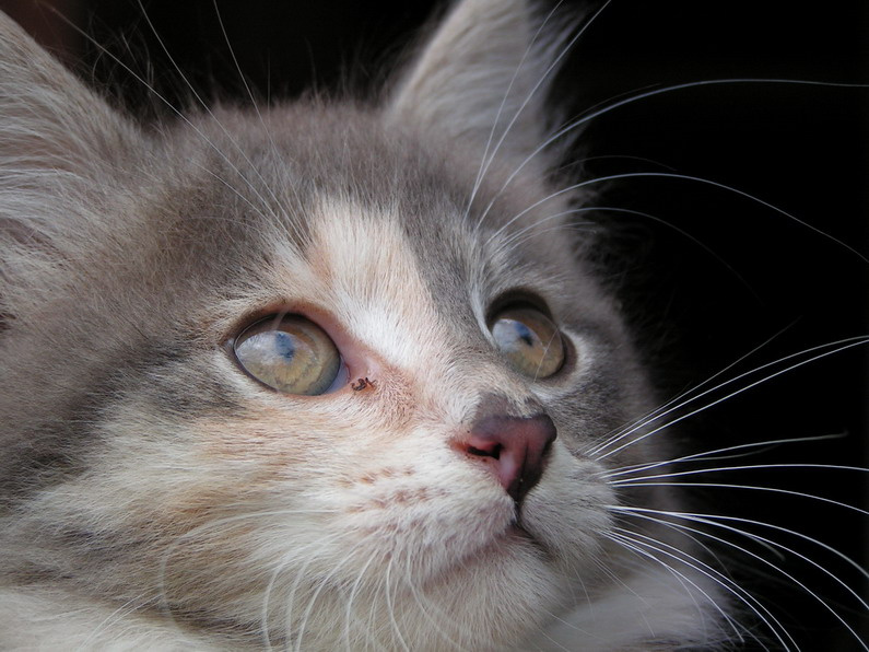 Взгляд котенок