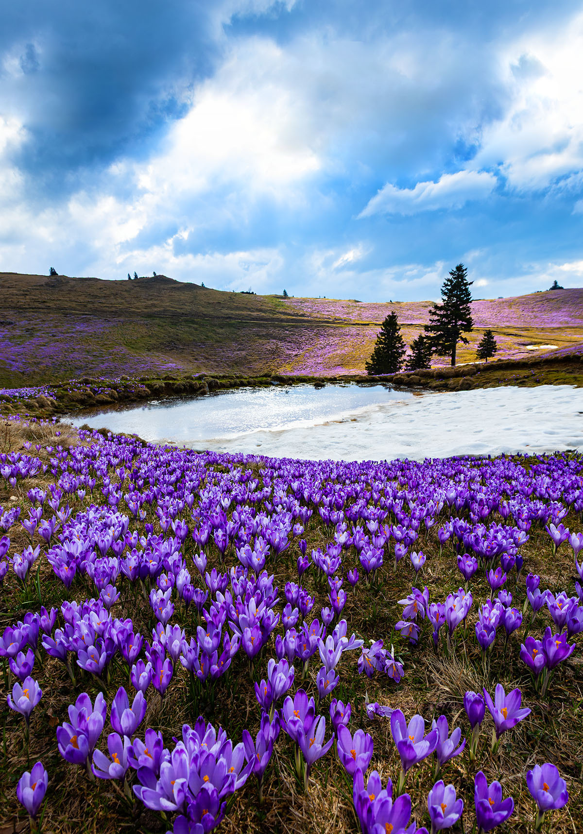 Первоцветы словения велика планина альпы alps slovenia velika planina