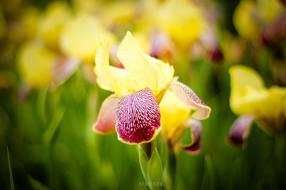 Iris flower 