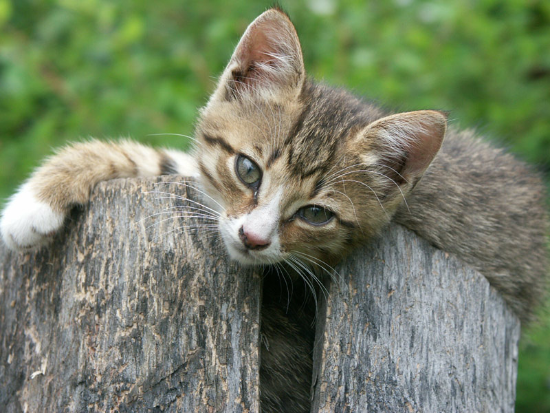 котенок. 