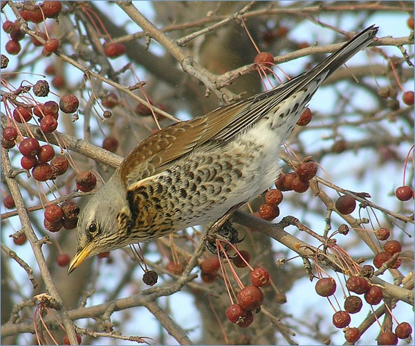 Не мешайте дрозду дрозд-рябинник fieldfare