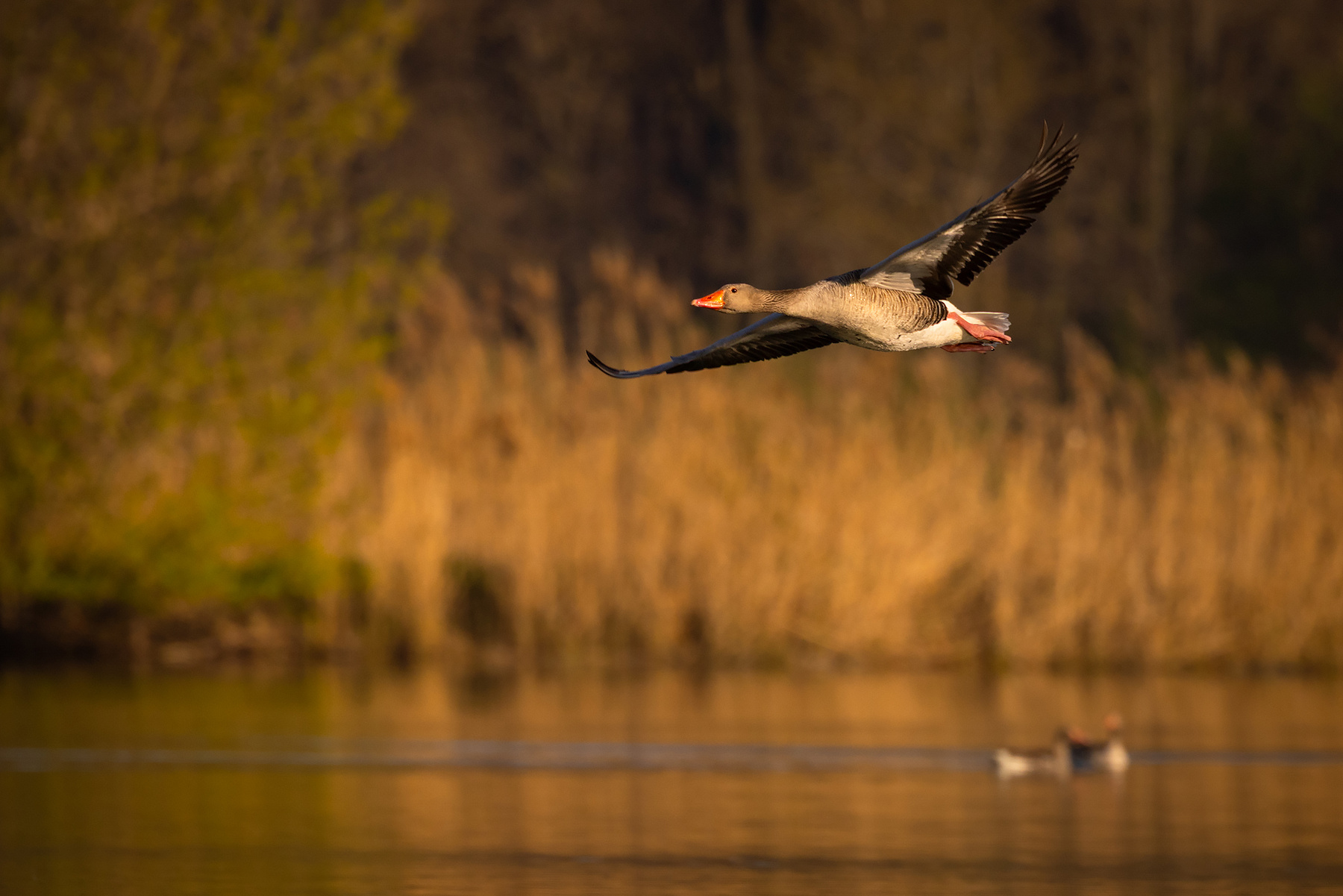 Wild goose 