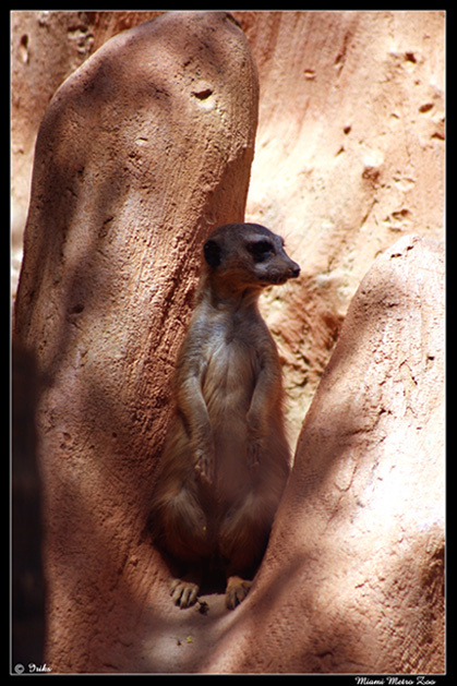 На страже спокойствия... сурикат meerkat miami metro zoo