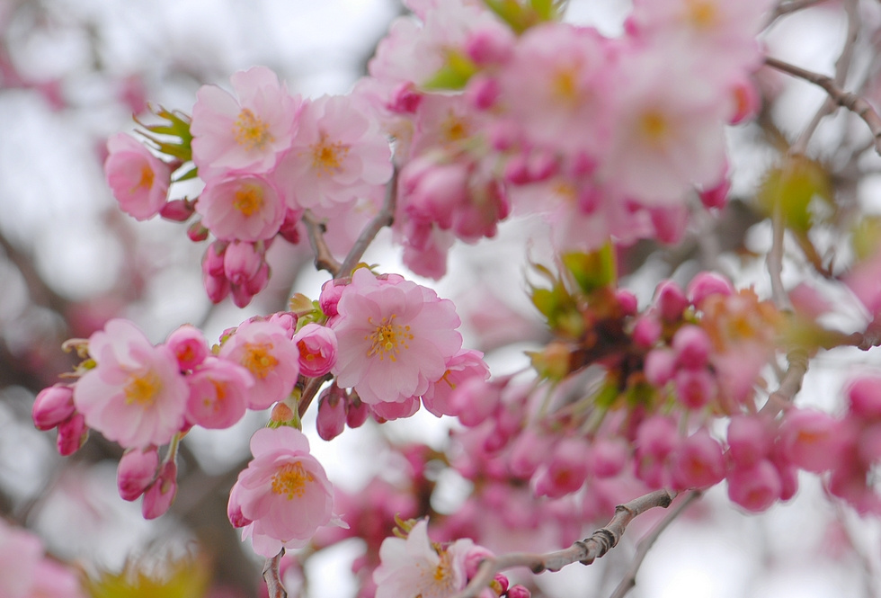 И вот она нарядная :) розовые цветы деревья prunus весна апрель