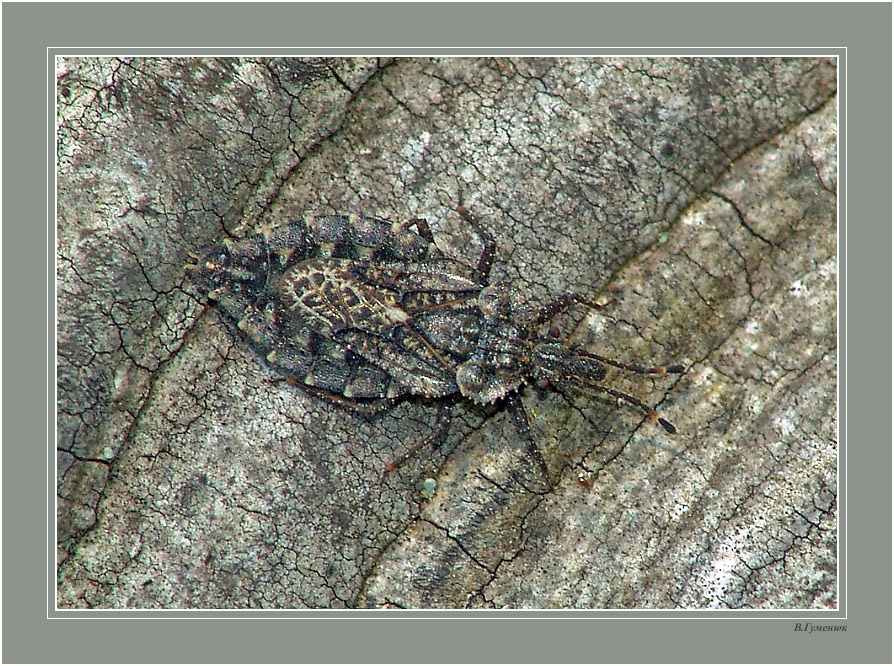 Ищи меня, ищи (2) насекомые клоп подкорник Aradidae