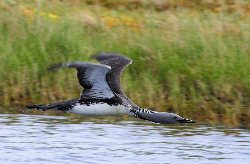 Летающая подлодка Краснозобая гагара, Gavia stellata, Red-throated Loon