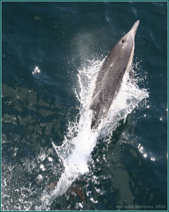 Вперёд и вверх! Дельфин Тихий Океан Сан Диего Dolphin Pacific San Diego