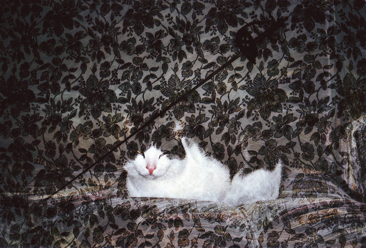 Чеширский кот Кот,стена,шпага