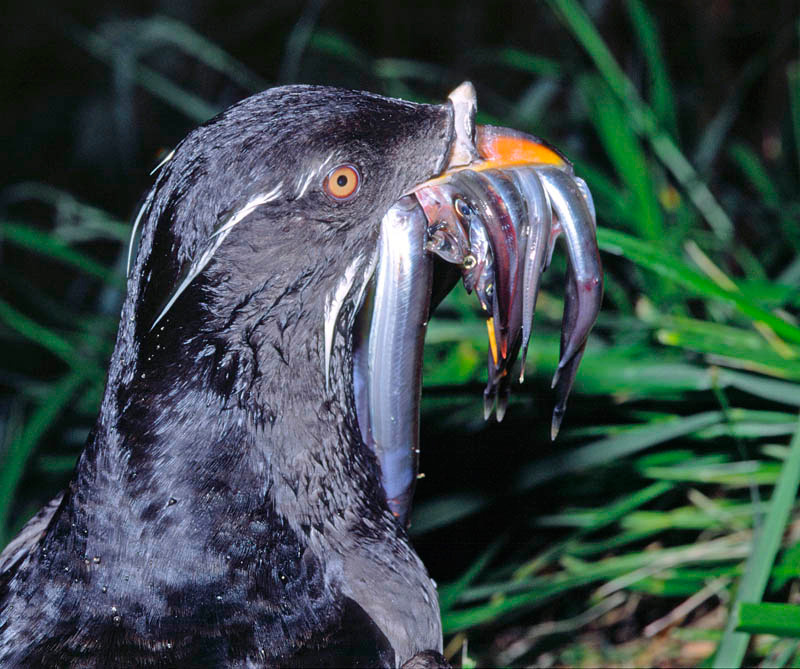 C удачной рыбалки Тупик-носорог, Cerorhinca monocerata, Rhinoceros Auklet, St. Lazaria Island, Southeast Alaska